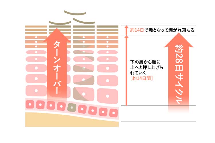 肌のターンオーバーを説明　古い角質が剥がれ落ちる様子