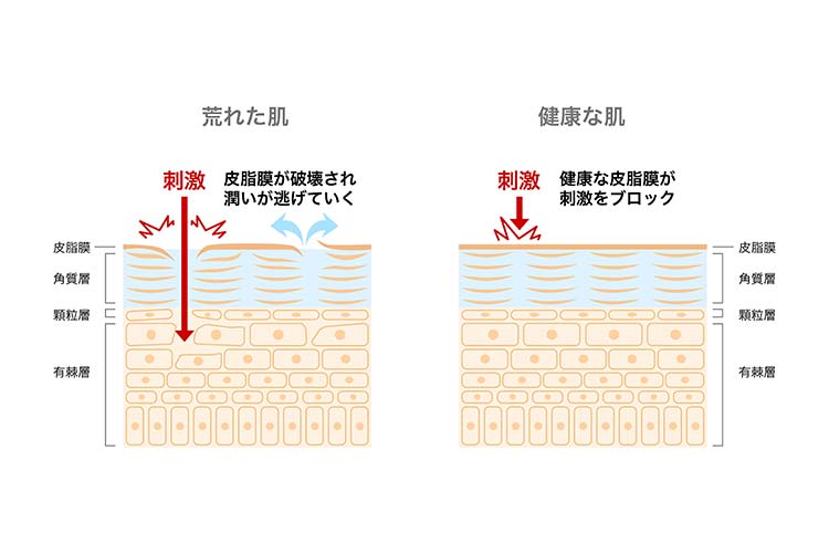 肌のうるおいバランスの比較を示すイラスト