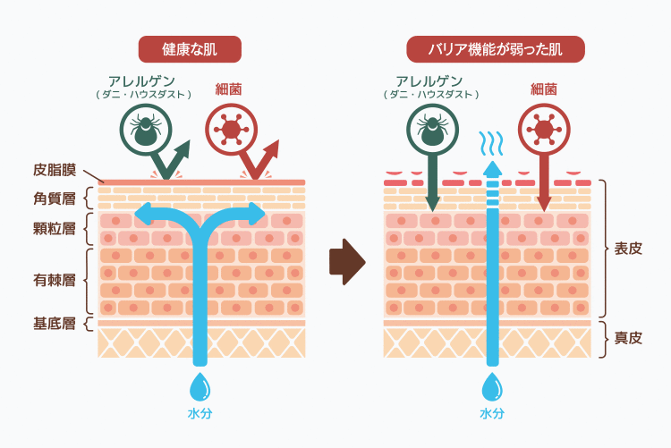 顔の皮膚の構造 - デリケートな肌を守る