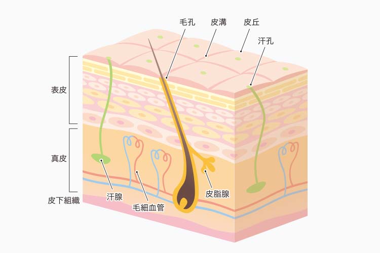 角質層の構造と役割を説明するイラスト