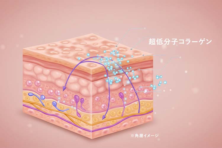 超低分子コラーゲンの肌浸透イメージ図