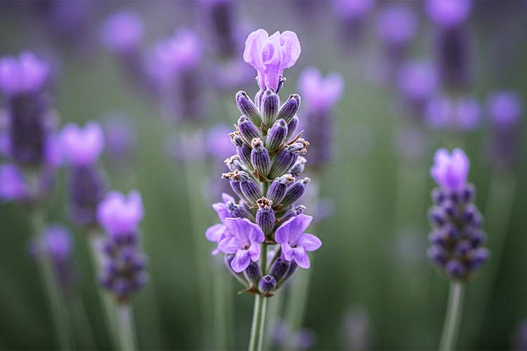 天然ラベンダーの花