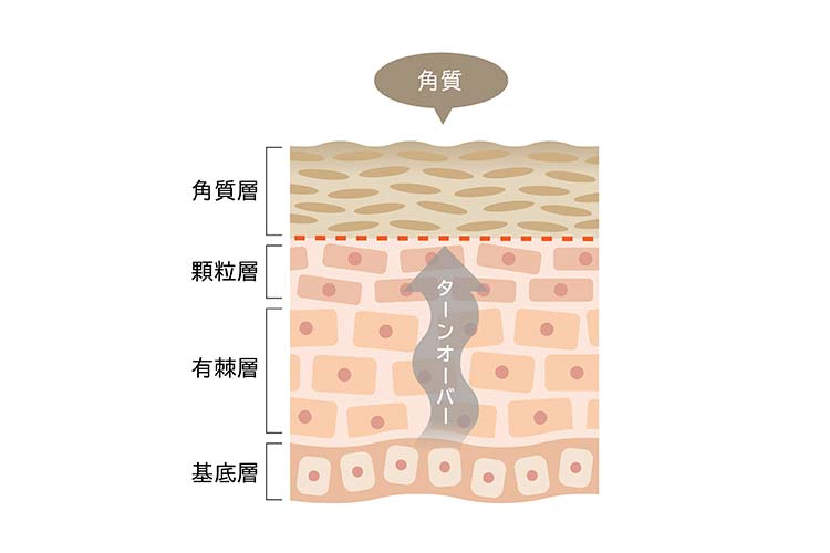 40代女性の肌の断面図